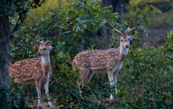 jim-corbett-dear
