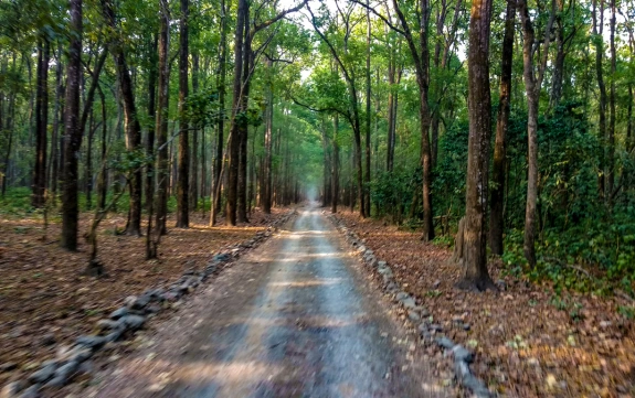 jim-corbett-path-way