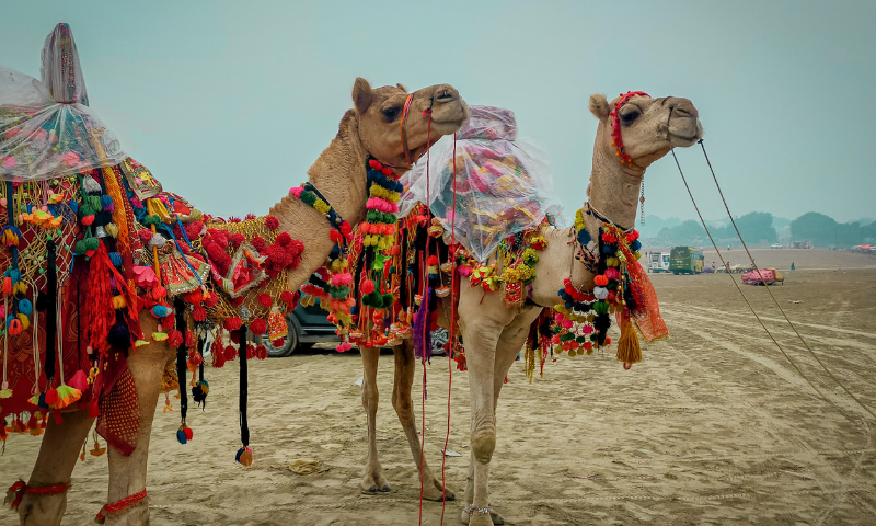 Pushkar Camel Fair