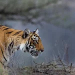 Taj Holidays’ Wildlife Retreats: Where Nature Roars and Luxury Whispers