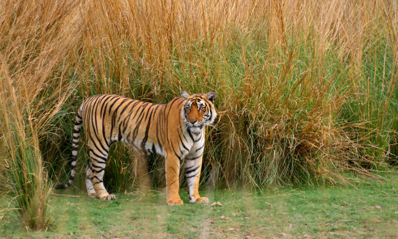 Which National Parks in India Offer the Best Wildlife Safari Experiences?