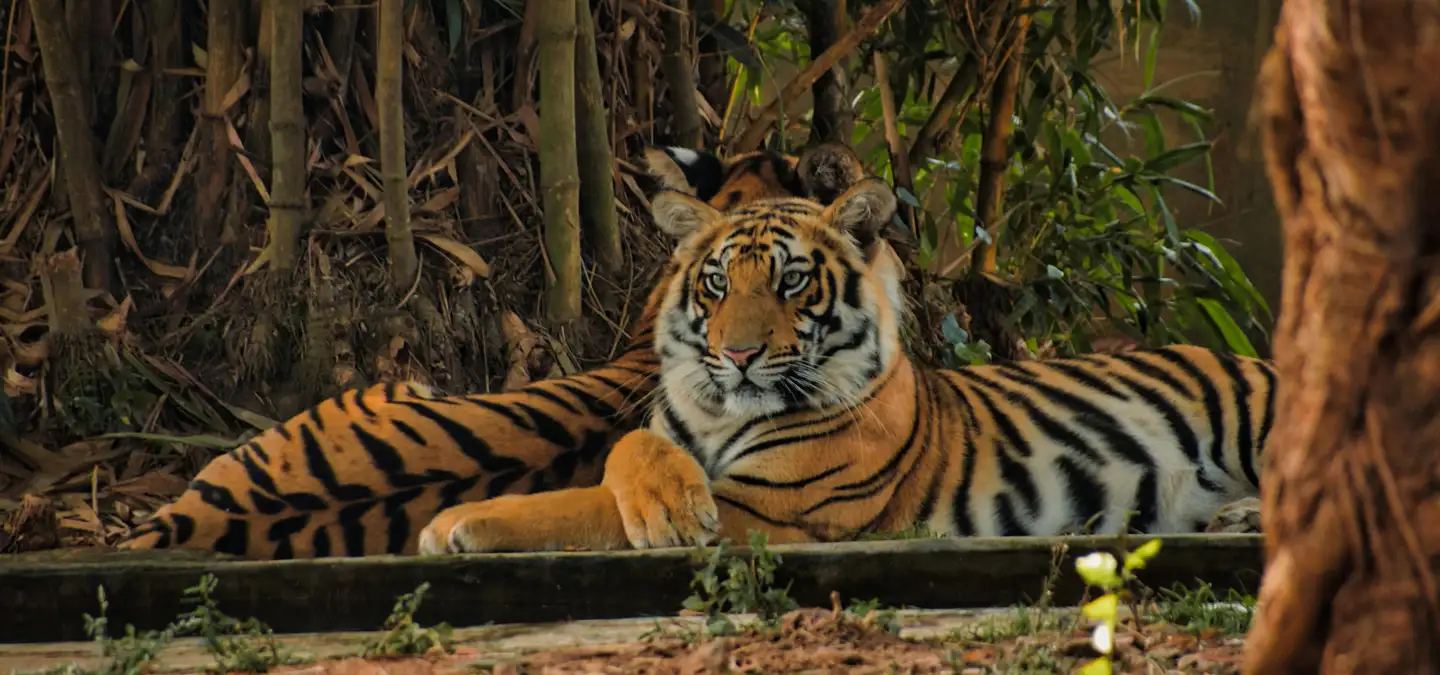 Same Day trip to Sariska wildlife from Jaipur