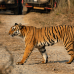 A Complete Guide To Bandhavgarh National Park For First-Time Visitors