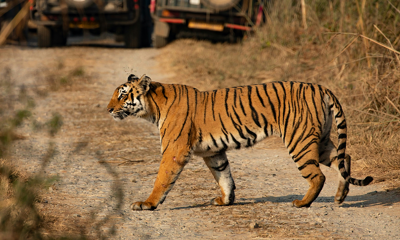 A Complete Guide To Bandhavgarh National Park For First-Time Visitors