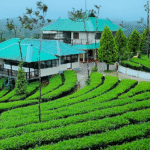 Tea Time in the Hills: The Most Picturesque Tea Estate Home Stays