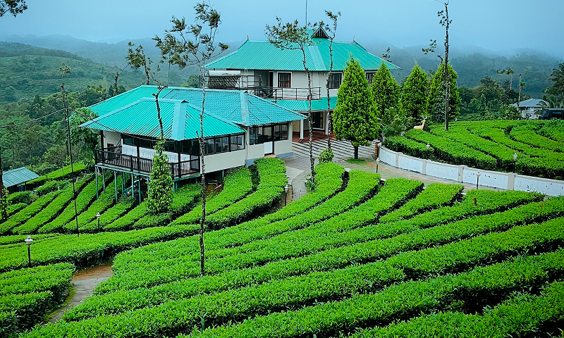Tea Time in the Hills: The Most Picturesque Tea Estate Home Stays