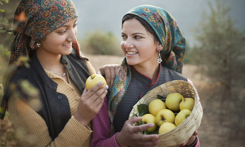 12 Beautiful Apple Orchard Destinations in India for a Scenic Mountain Getaway