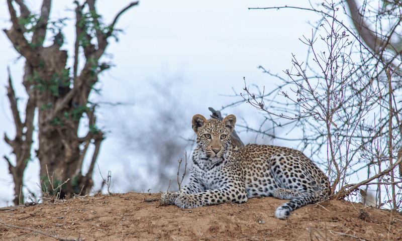 10 Best Places in India for Snow Leopard Sighting