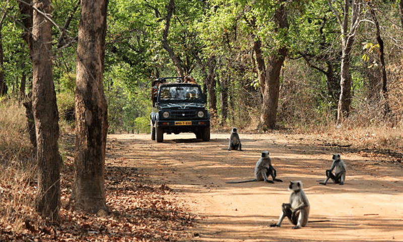 Bandhavgarh National Park