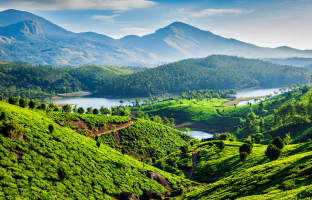 Munnar Tea plantation walk