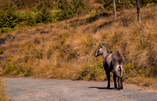 eravikulam national park