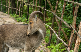 eravikulam national park
