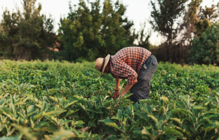 spice plantation walk, thekkady