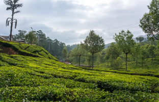 tea estate and tea museum visit munnar