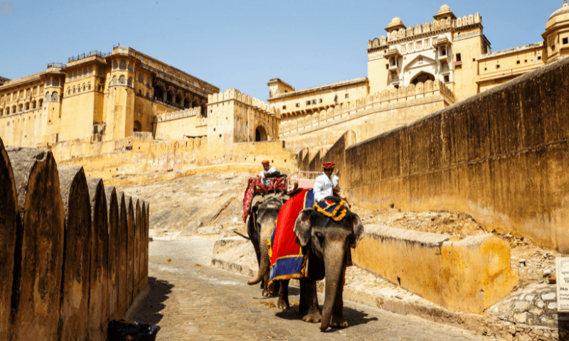 Elefantastic Jaipur Experience Your Guide to Ethical Elephant Interaction