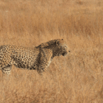 Jawai Leopard Safari: India’s Best Leopard Spotting Destination