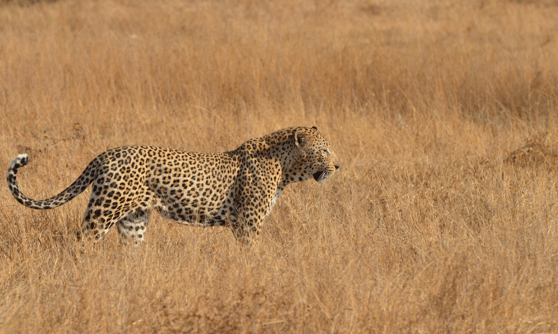 Jawai Leopard Safari India's Best Leopard Spotting Destination