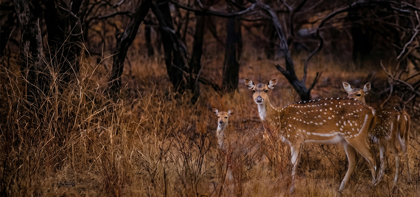 Same Day Trip to Ranthambore National Park from Jaipur