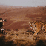 Wildlife Photography Tours in India: Best National Parks and Seasons