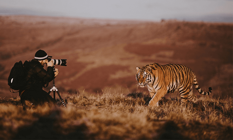 Wildlife Photography Tours in India_ Best National Parks and Seasons