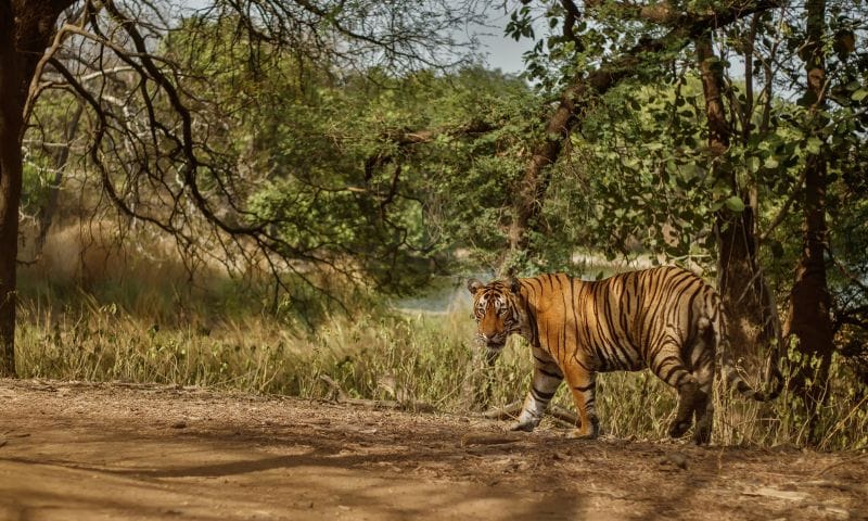 Best Wildlife Safaris in India Beyond the Tiger Reserves