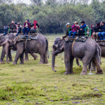 Elephant Safari in Thekkady: Experience Kerala’s Wildlife Up Close