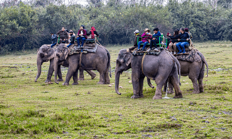 Elephant Safari in Thekkady: Experience Kerala's Wildlife Up Close