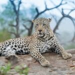 Galta Ji Leopard Safari: Everything You Need to Know