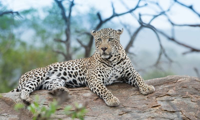 Galta Ji Leopard Safari Everything You Need to Know