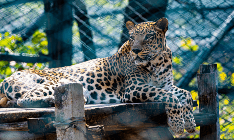 Jhalana Leopard Safari Park Jaipur: Complete Visitor Guide