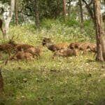 Barnawapara Wildlife Sanctuary in Chhattisgarh: A Perfect Wildlife Getaway