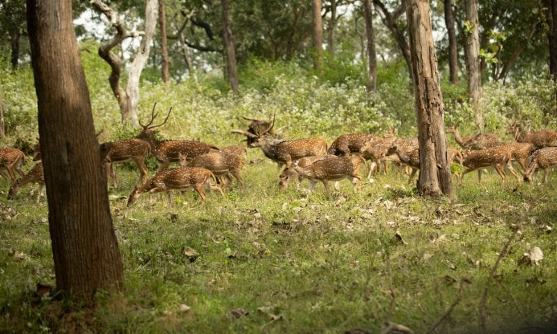 Barnawapara Wildlife Sanctuary in Chhattisgarh: A Perfect Wildlife Getaway