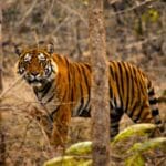 Best Time to Visit Tadoba National Park, Maharashtra: A Season-by-Season Guide