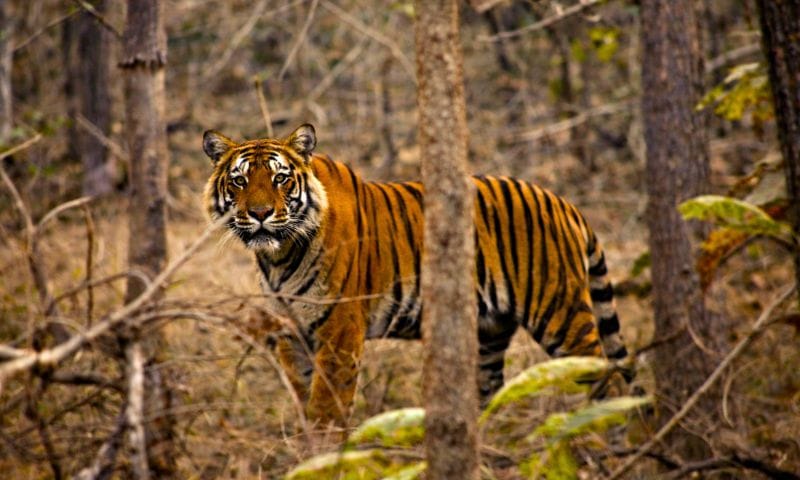 Best Time to Visit Tadoba National Park, Maharashtra: A Season-by-Season Guide