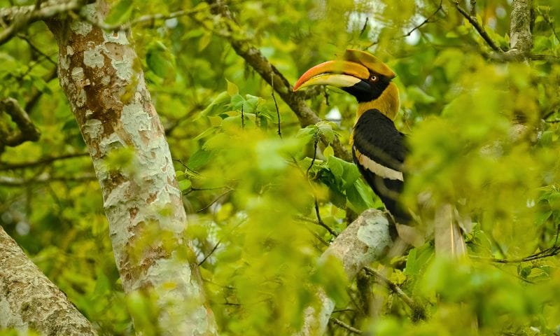 Top Activities to Enjoy In and Around Kaziranga National Park