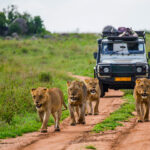 15 Best Jungle Safari Destinations in South India