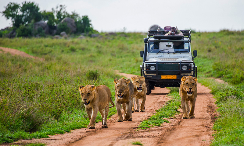 15 Best Jungle Safari Destinations in South India