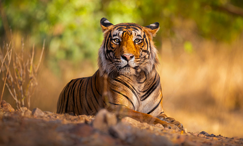 50 Top National Parks, Tiger Reserves and Wildlife Sanctuaries in India