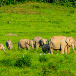 Top 15 Wildlife Sanctuaries and National Parks in Kerala: A Complete Traveller’s Guide