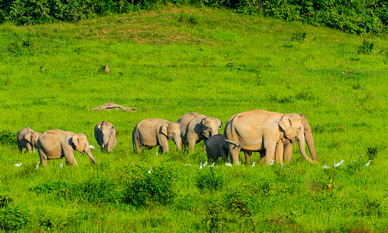 Top 15 Wildlife Sanctuaries and National Parks in Kerala: A Complete Traveller’s Guide