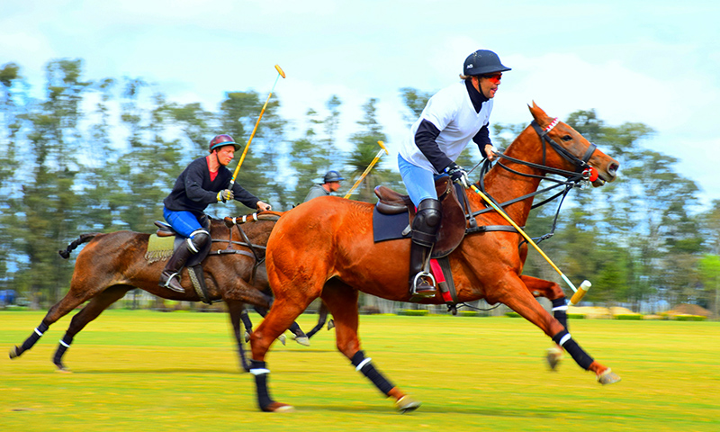 Top 20 Polo Destinations in India: A Player’s and Enthusiast’s Guide
