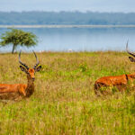 15 Best National Parks and Wildlife Sanctuaries in North East India