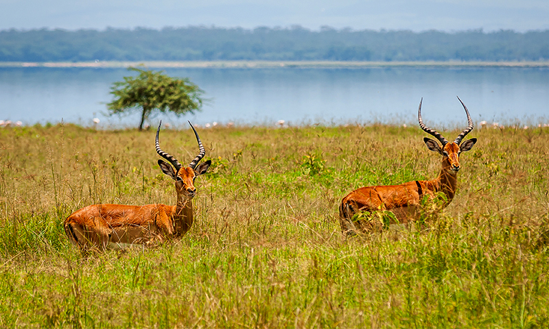 best national parks and wildlife sanctuaries in north east india
