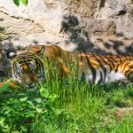Top 6 Tiger Reserves to Visit in India for a Bucket-List Safari