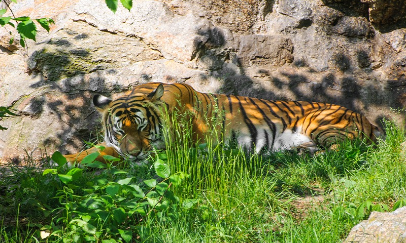 Top 6 Tiger Reserves to Visit in India for a Bucket-List Safari