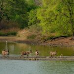 What’s It Like to Travel in Rajasthan, India? A Grounded Look at the Land of Kings