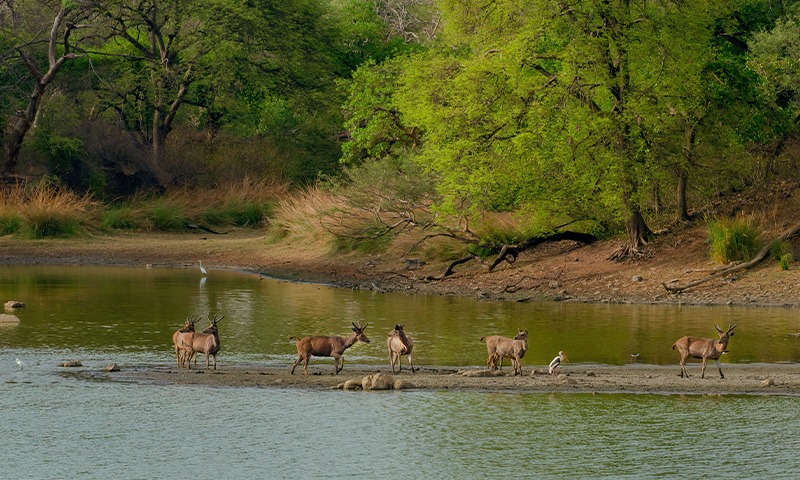 What’s It Like to Travel in Rajasthan, India? A Grounded Look at the Land of Kings