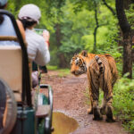 5-Step Guide to Plan a Jungle Safari Trip to Corbett National Park
