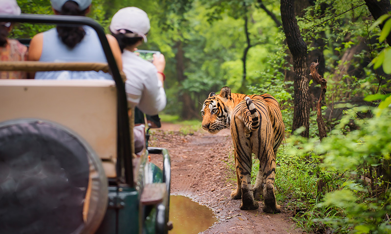 5-Step Guide to Plan a Jungle Safari Trip to Corbett National Park