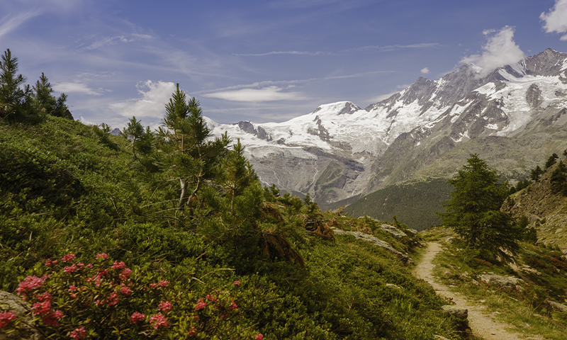 6 Reasons to Visit Chopta Valley in the Himalayas